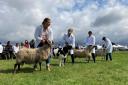 Livestock competitions at the 2023 Wayland Show in Watton