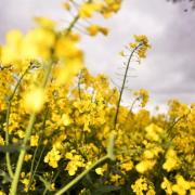 Warnings of an early pollen explosion have been predicted by the Met Office