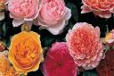 Chelsea Flower Show style roses  Pictuer: Enjoy Gardening More