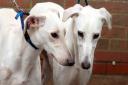Three-year-olds Ezra and Auggie are among the many animals still waiting in the care of the RSPCA in west Norfolk