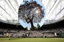 Mark Reed's tree sculpture has gone on show at Wimbledon