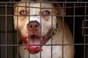 Dog-fighting world still rife in region, the RSPCA has warned