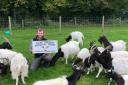Jordan Stone with rare-breed goats at Melsop Farm Park in Breckland