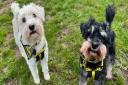 Here are five dogs looking for their forever homes in Norfolk