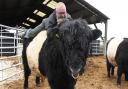 Norfolk IT consultant and part-time farmer Julian Pearson riding his specially-trained Belted Galloway bull called King Leon