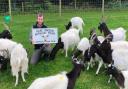 Jordan Stone with rare-breed goats at Melsop Farm Park in Breckland, which has received accreditation from the Rare Breeds Survival Trust