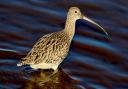 A new partnership has been launched to help save the curlew, one of the nation's most threatened birds