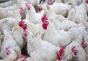 Poultry will be culled after four new cases of bird flu were confirmed in Norfolk