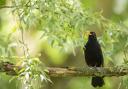 Blackbirds add a flute-like melody to the daybreak chorus