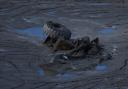 A half submerged lorry on the bank of the Trishuli River (Niranjan Shrestha/AP)