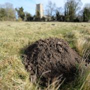 Archaeologists are set to excavate molehills on the Priory Fields at Castle Acre