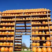 The Pumpkin House in Thursford is one of the places where you can pick your own pumpkins in Norfolk this Halloween.  Picture: ANTONY KELLY
