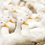 Norfolk has had two more confirmed cases of bird flu