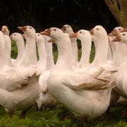 12,000 geese will be culled after bird flu was confirmed at a farm near Mundford