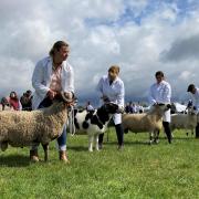 Livestock competitions at the 2023 Wayland Show in Watton