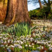 Snowdrops in bloom at the Oxburgh Estate in Norfolk Picture: Mike Selby/National Trust