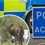 A Norfolk police officer is accused of lying about a deer causing a crash