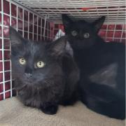 RSPCA West Norfolk is currently home to a number of black cats